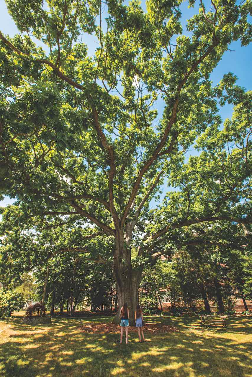 Paul Bunyan couldn't have cut it down | Last Look | Yale Alumni Magazine