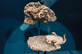 Andy Mellen/Yale Peabody Museum
