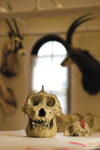 Gorillas skull opener r1 thumb