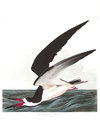 Audubon black skimmer thumb